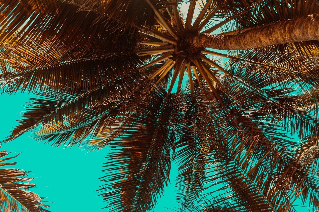 Featured image for: Creating a Tropical Paradise: Pool Landscaping for Florida